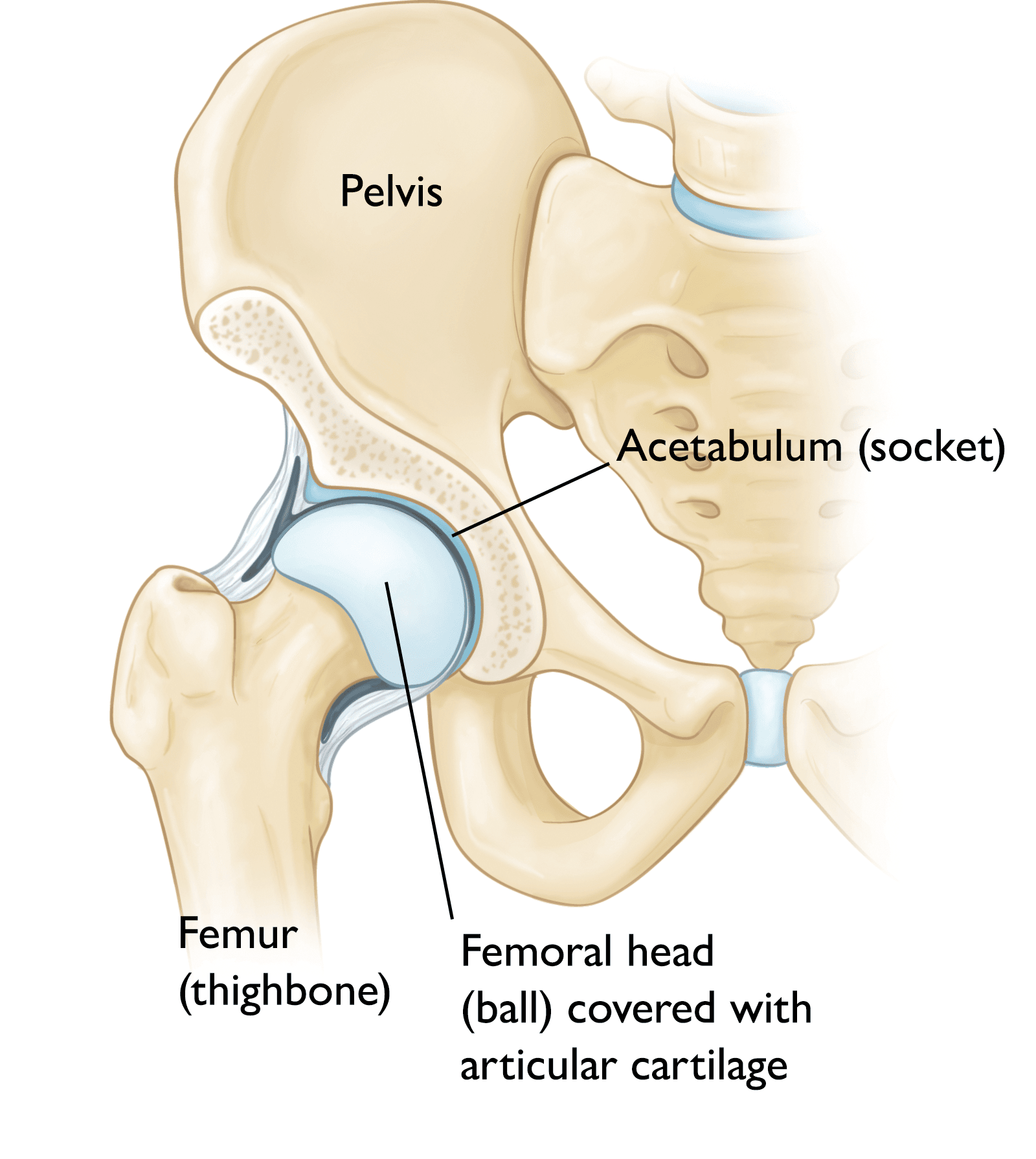 Normal hip anatomy