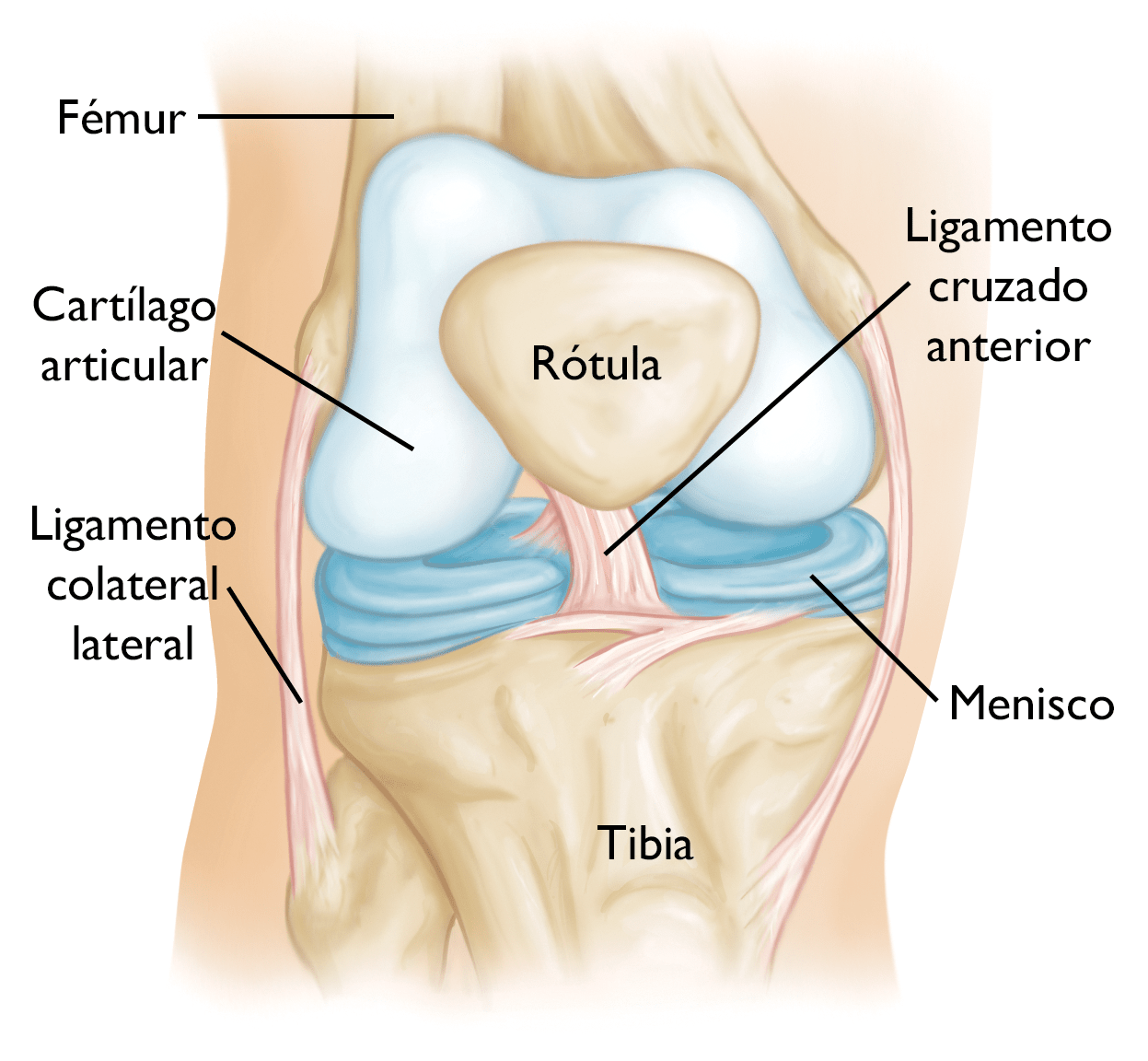 Cartílago de la rodilla