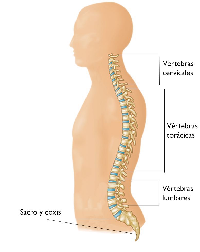 Rx de Columna Lumbosacra y Lateral: qué es, síntomas y tratamiento