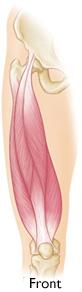 Quadriceps muscles
