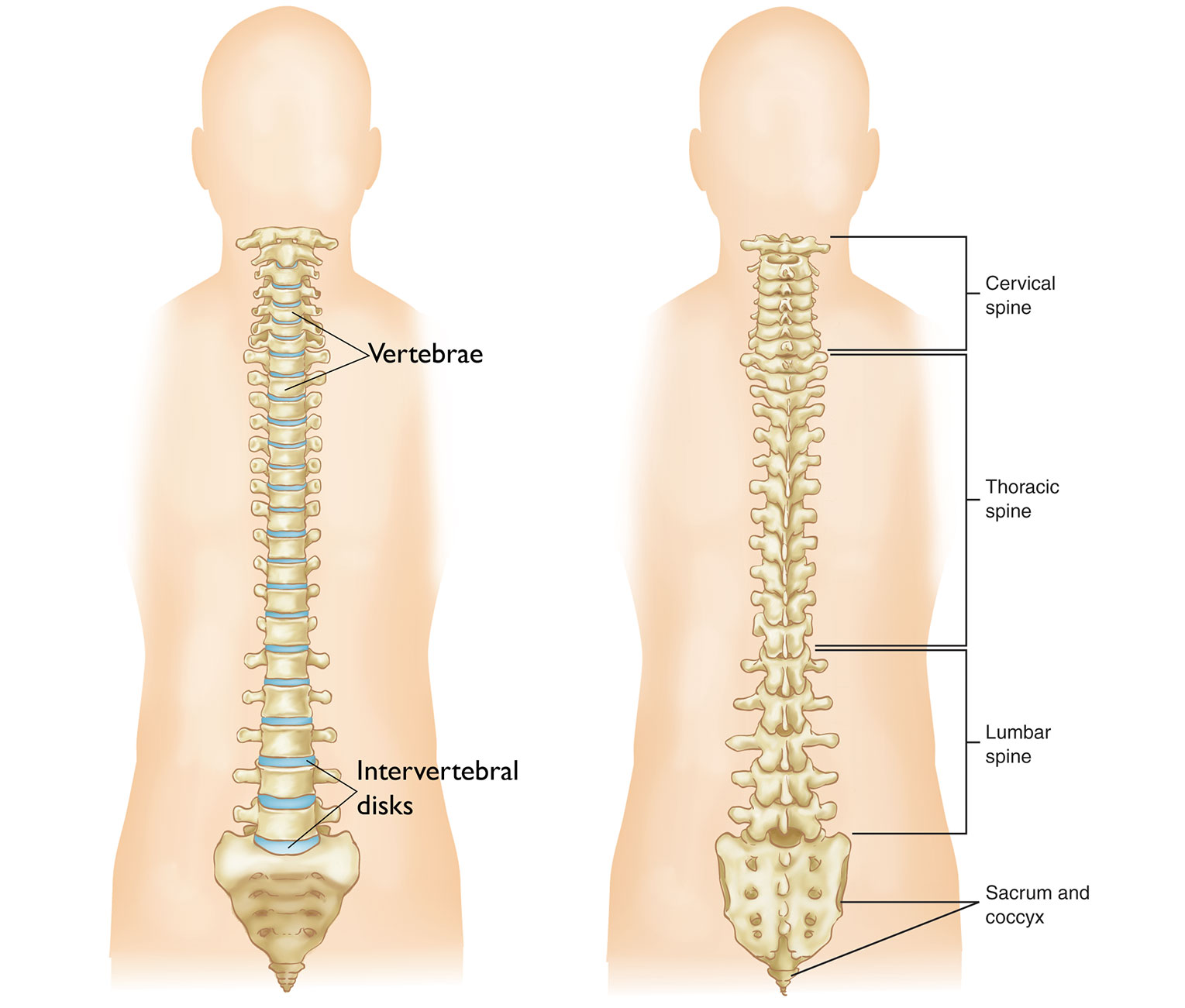 Illustration Showing Front and Back Views of Spine
