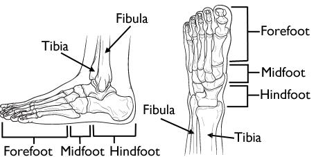 Anatomy of the Ankle  Southern California Orthopedic Institute