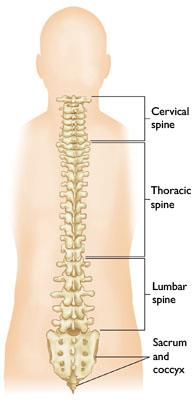 Spine Basics Orthoinfo Aaos