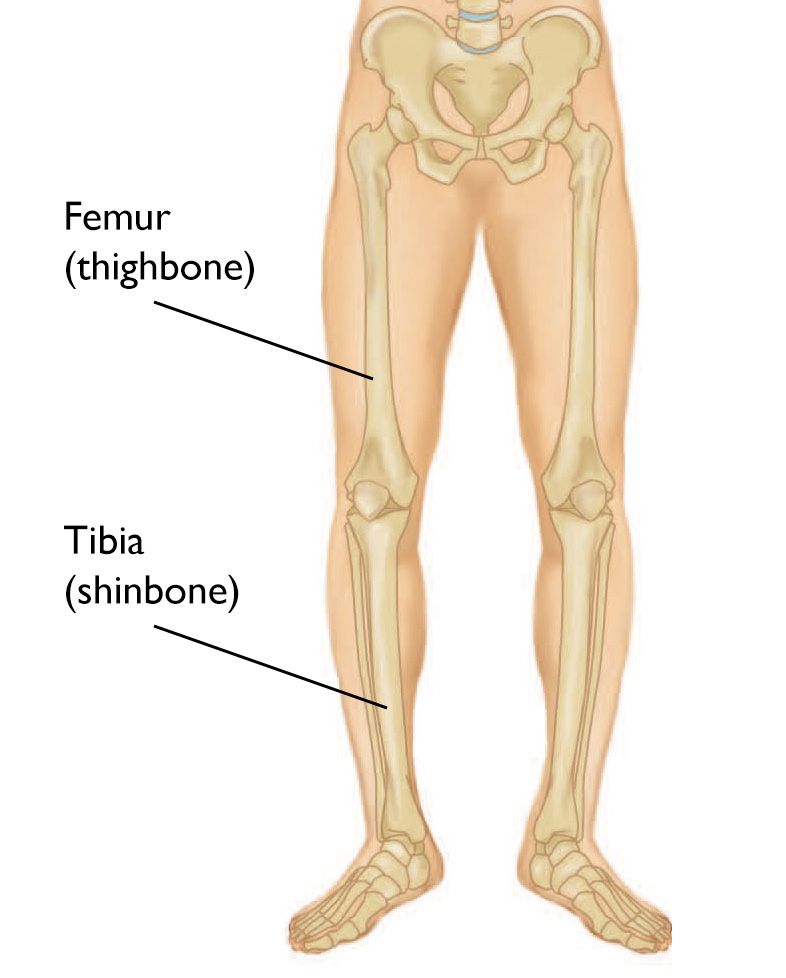 leg anatomy