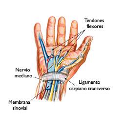 Resultado de imagen para tunel carpiano