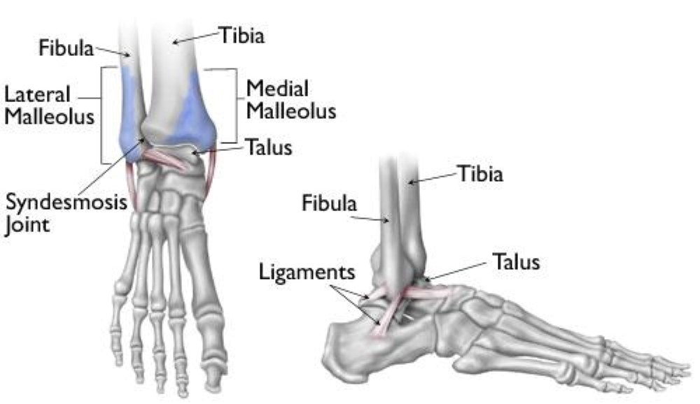 Where Is Lateral Malleolus Located