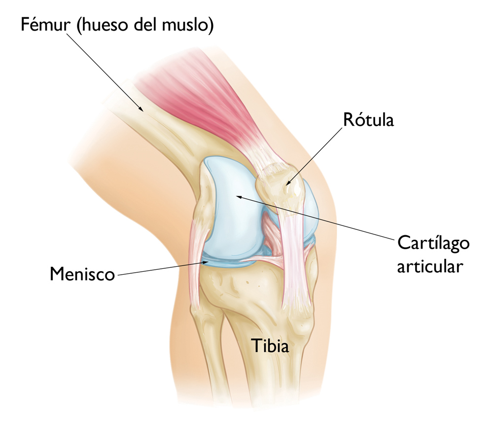 Artrosis de rodilla: aprende como puedes caminar sin dolor.