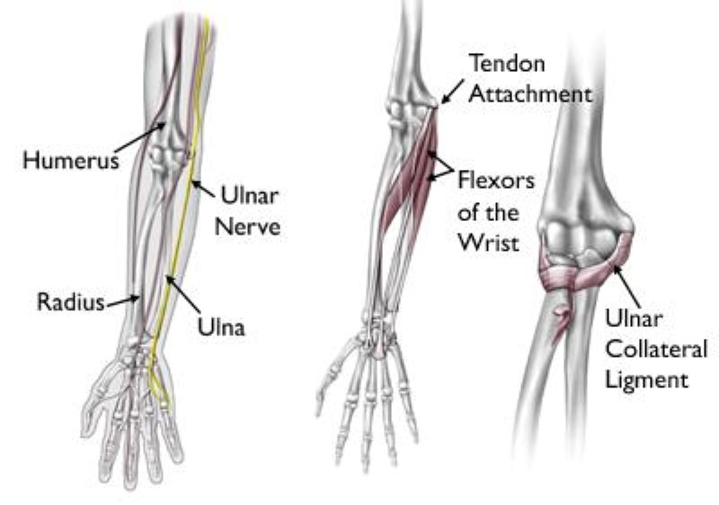 huesos, tendones, ligamentos del codo