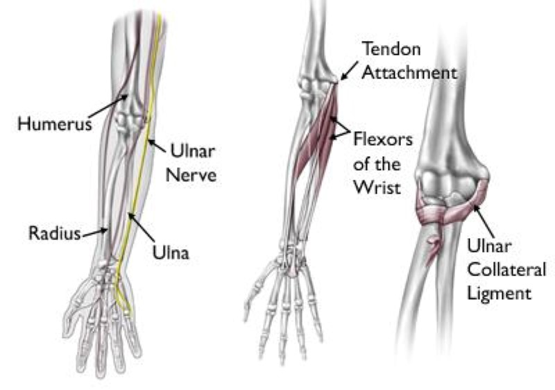 Elbow Injuries in the Throwing Athlete - OrthoInfo - AAOS