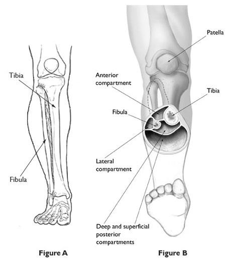 Principales compartimentos musculares en la parte inferior de la pierna