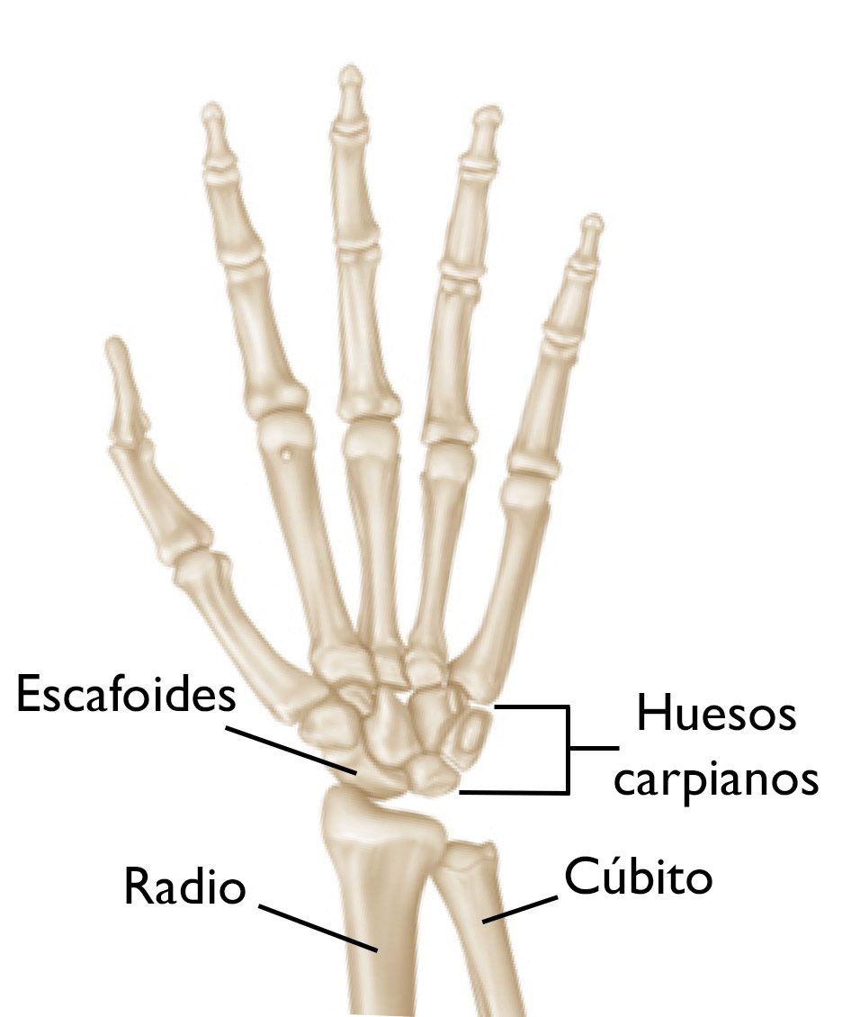 altura Dormitorio Post impresionismo Fractura del hueso escafoides de la muñeca (Scaphoid Fracture of the Wrist)  - OrthoInfo - AAOS