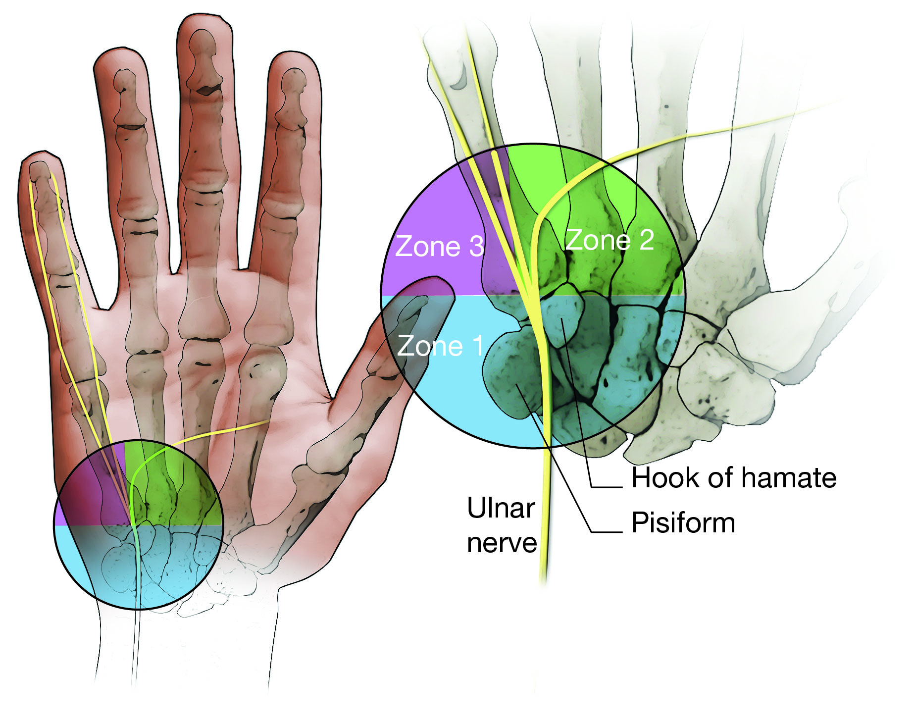 Ulnar nerve