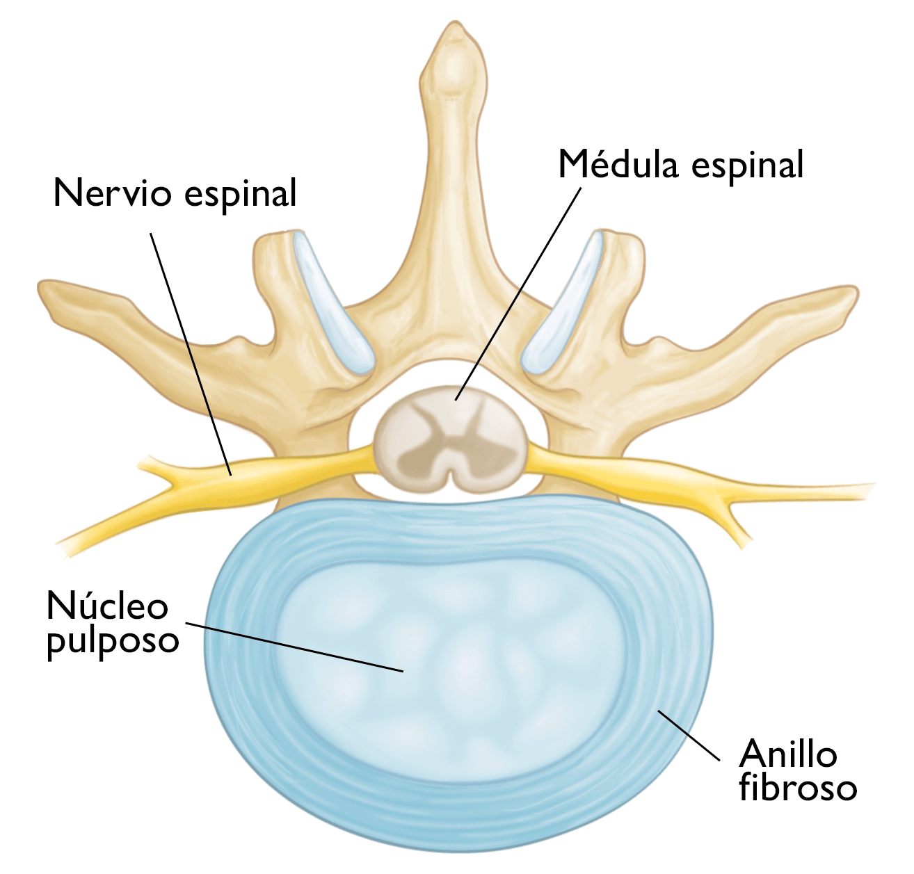 Disco intervertebral sano (corte transversal). 