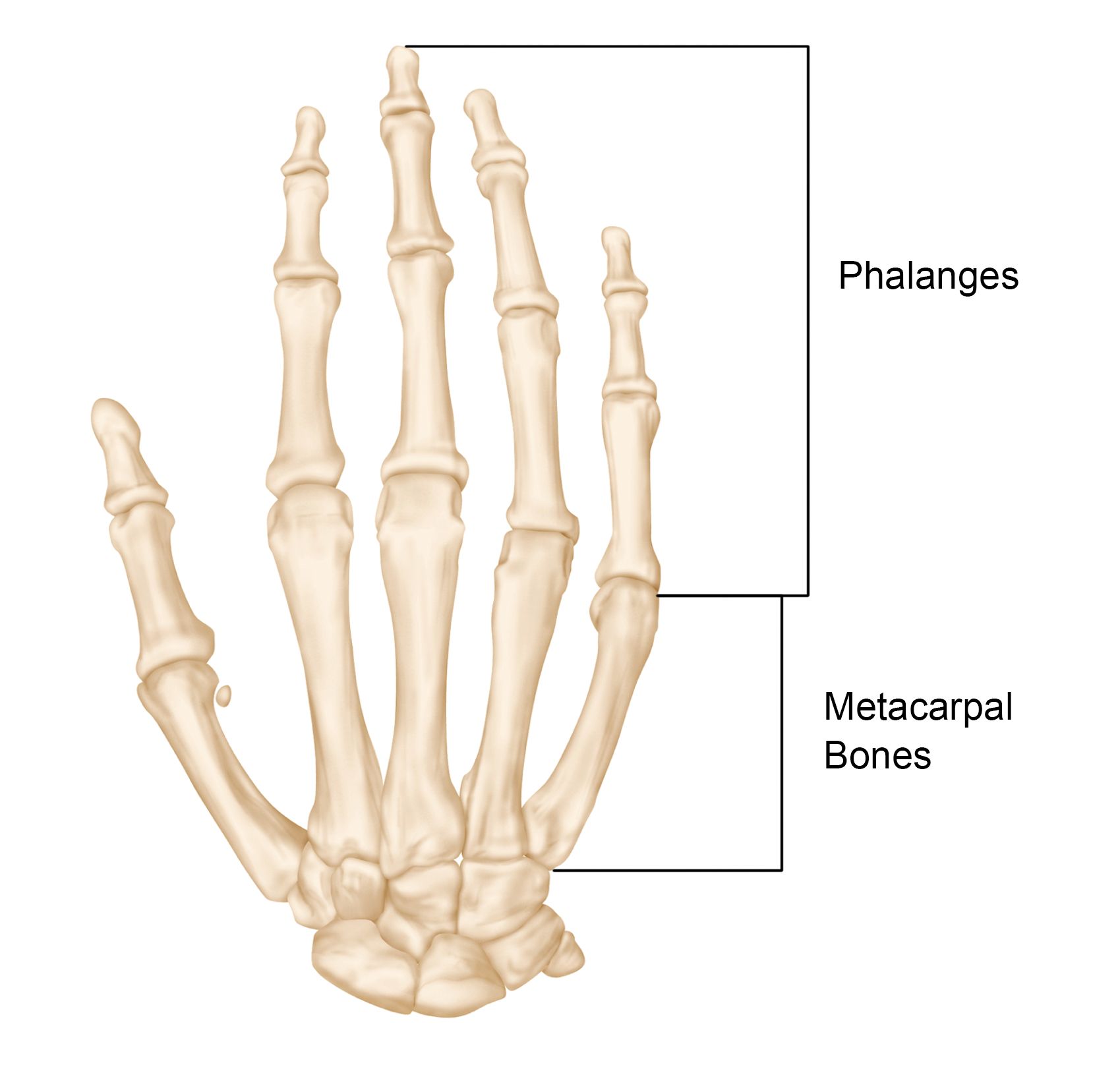 phalanges anatomy