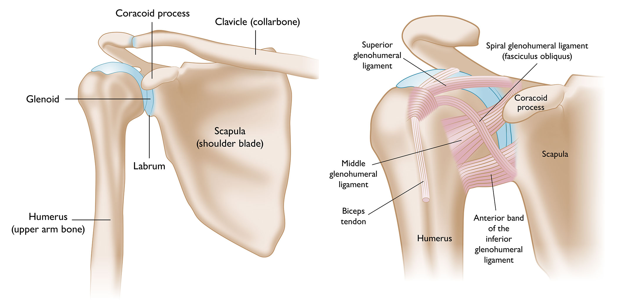 How does the shoulder work?