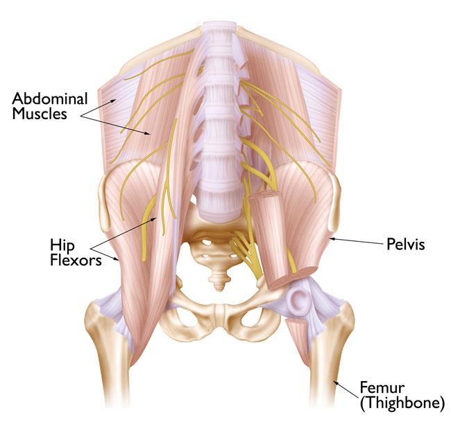 Lower abdominal muscles
