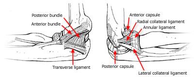 posterior elbow dislocation