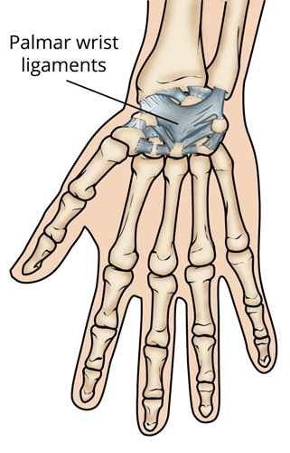 wrist anatomy ligaments