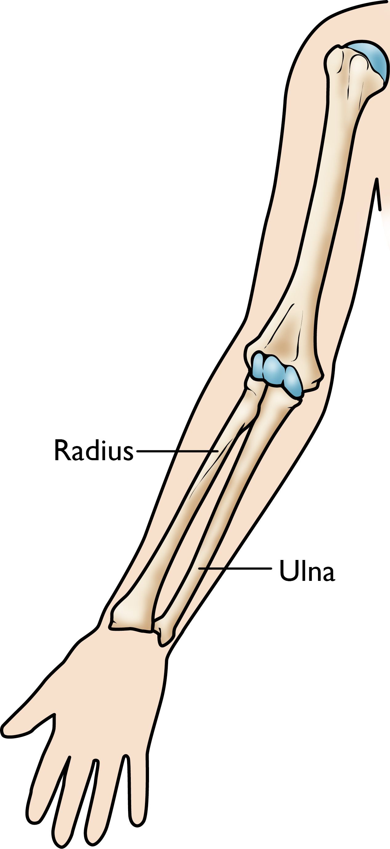 The bones of the forearm