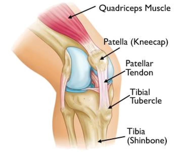 Osgood-Schlatter knee anatomy
