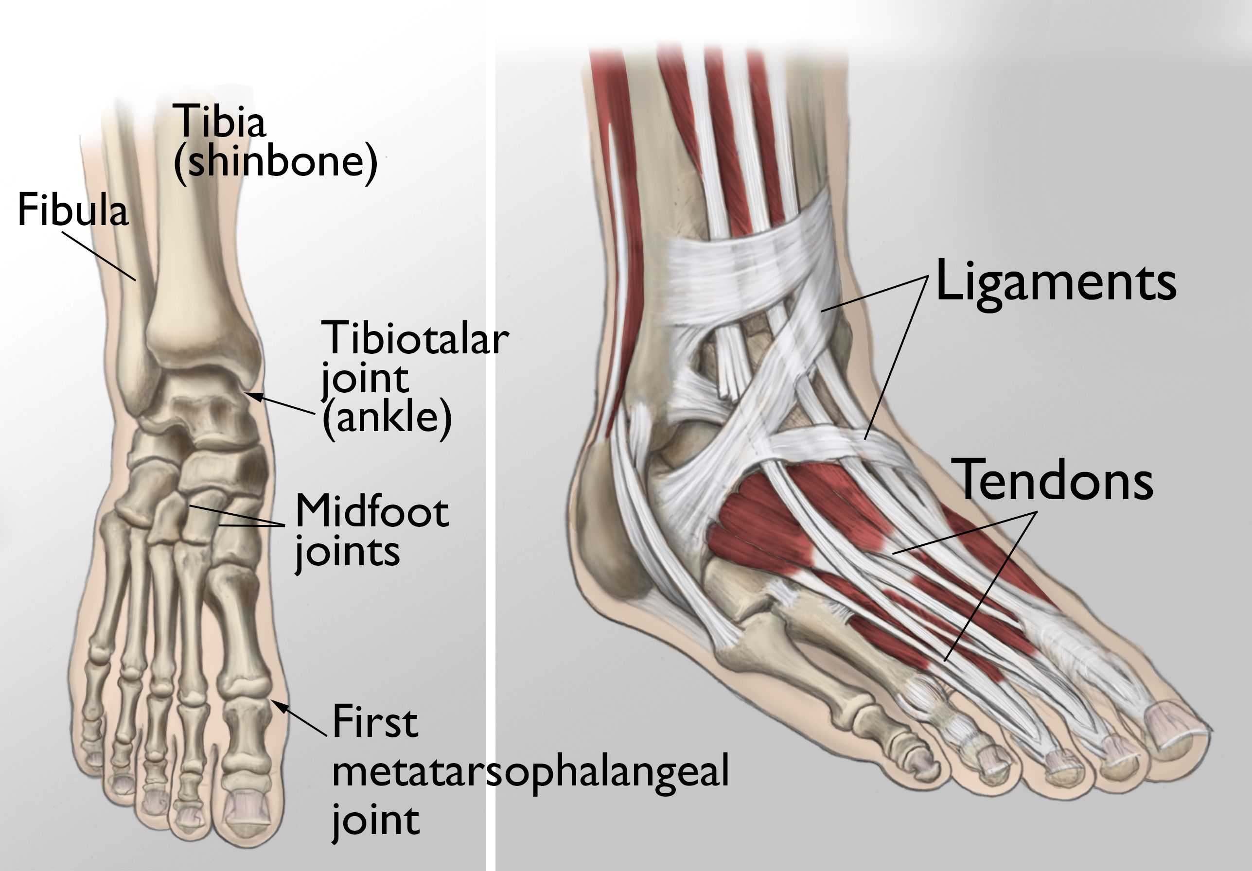  The joints of the ankle, midfoot, and big toe