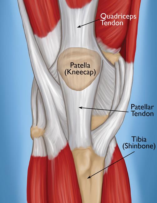 Image mettant en évidence le tendon rotulien