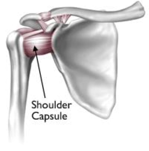 Los ligamentos del hombro