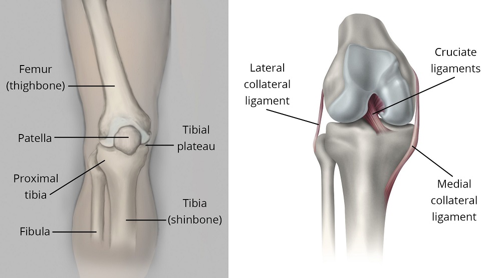 Illustration of knee anatomy, including the location of the proximal tibia