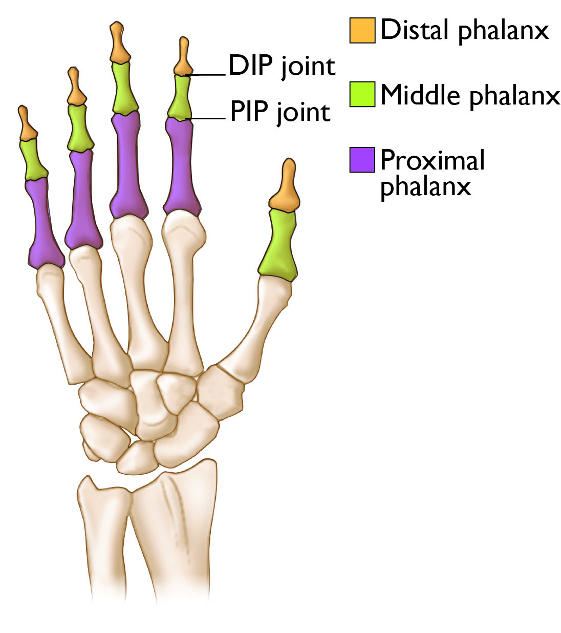 Anatomical Illustration Showing Finger Bones and Joints