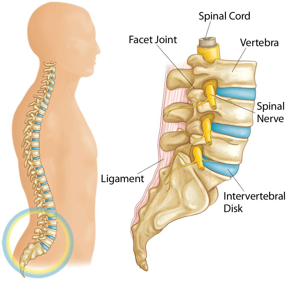Illustration showing parts of the lumbar spine, including intervertebral disks