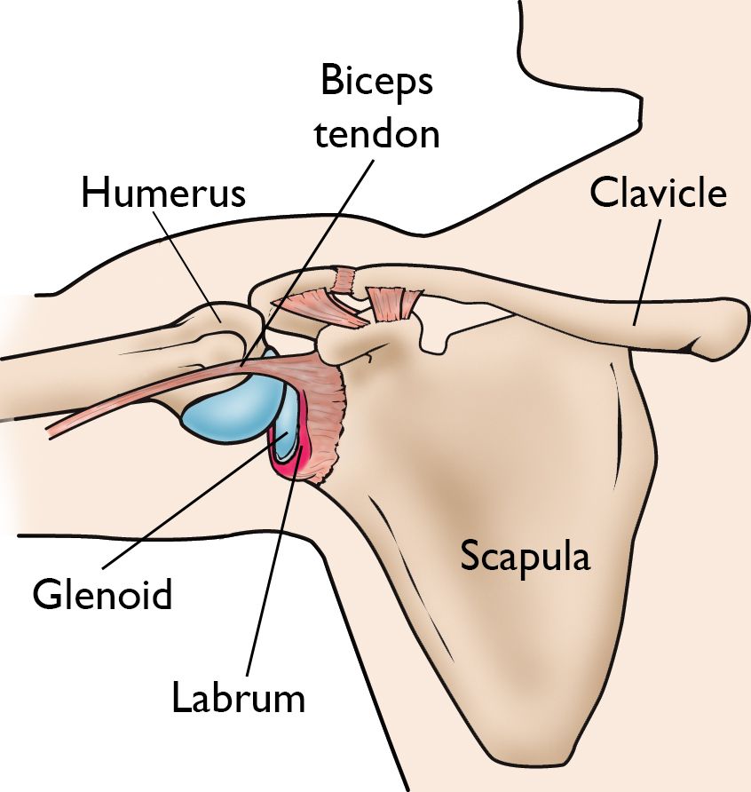 anatomía del labrum del hombro