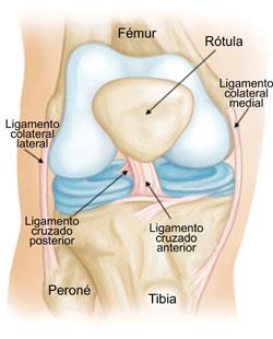 Ligamento cruzado anterior: qué es, síntomas y tratamiento