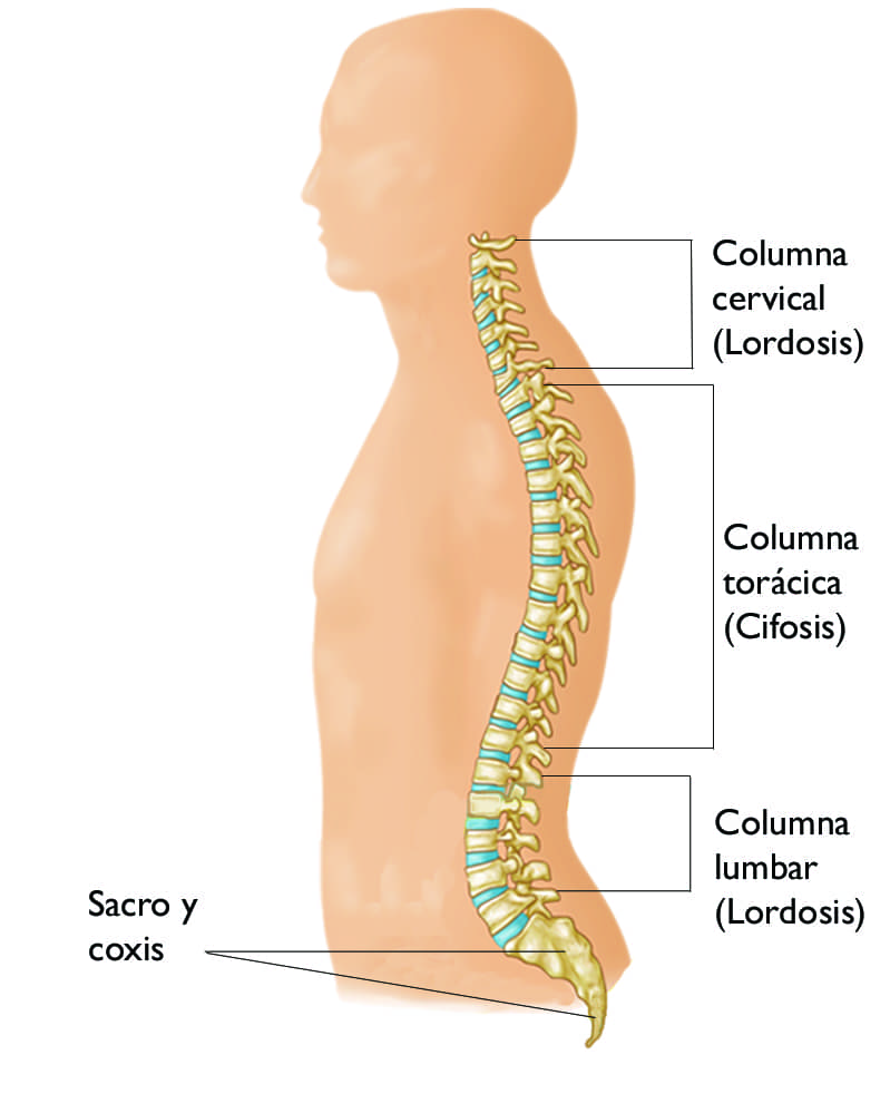 Anatomía de la columna saludable