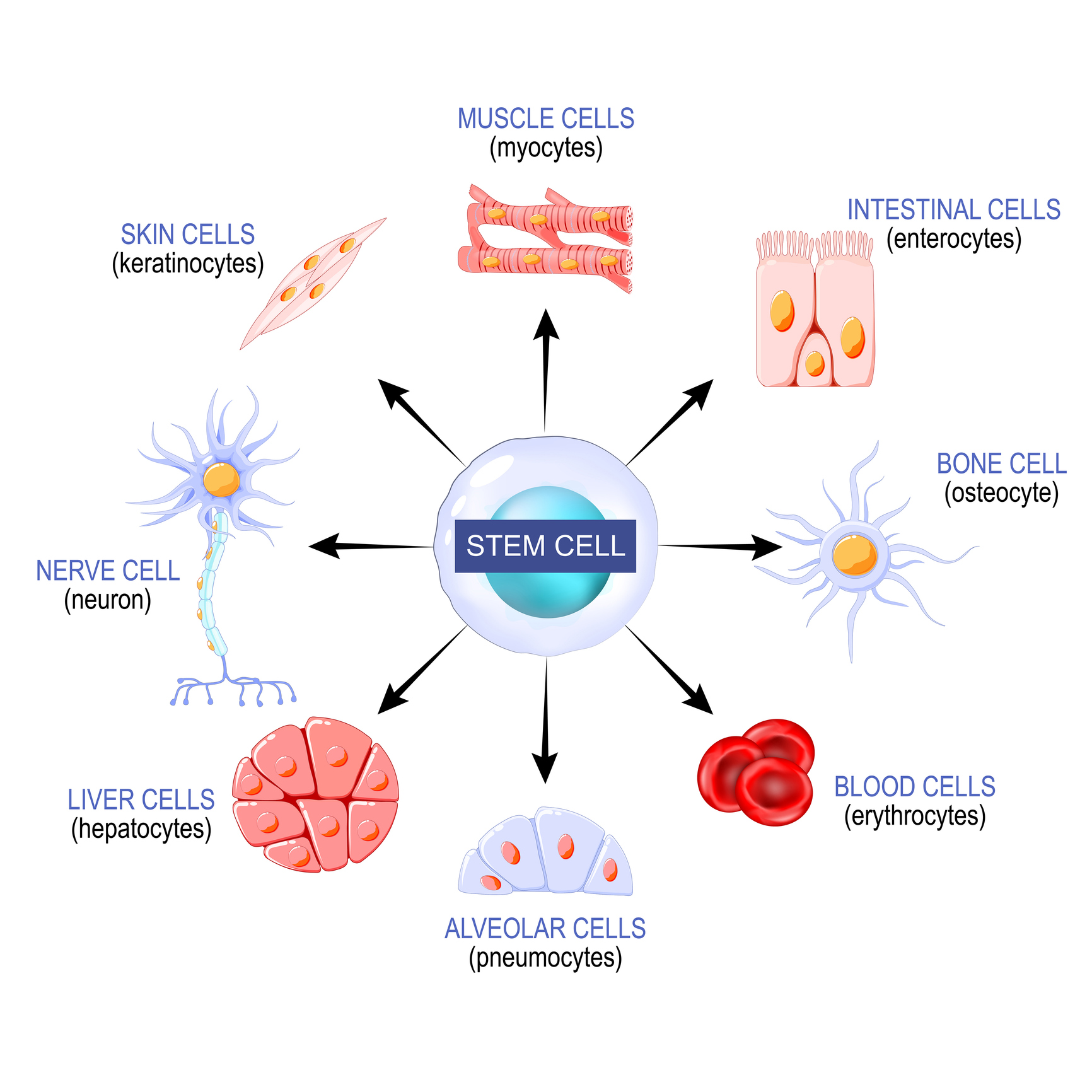 Illustration Showing Stem Cell Differentiation