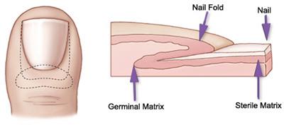 Toenail anatomy