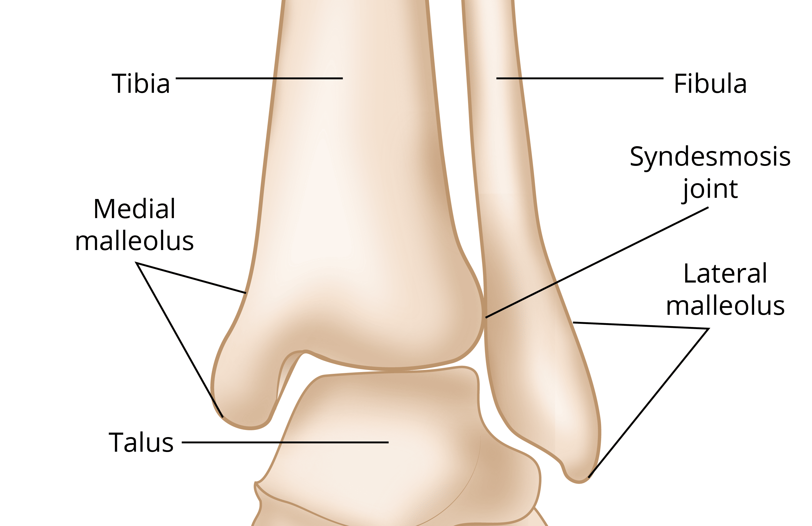 Ankle Anatomy