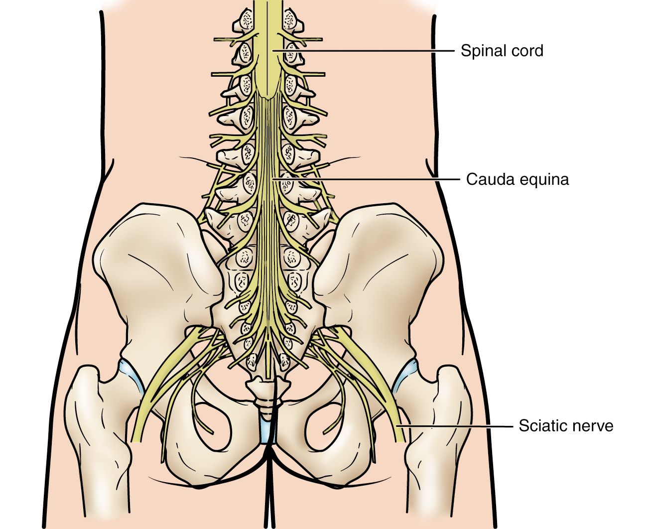 The cauda equina in the lower spine