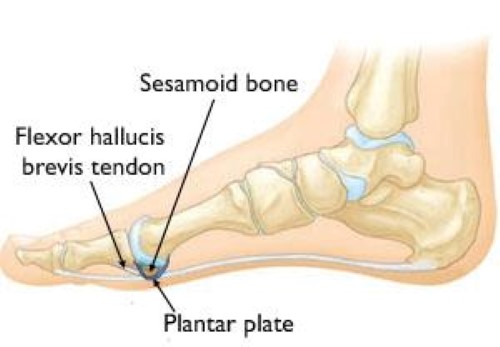 structures that stabilize the MTP joint