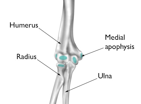 growth areas of child's elbow