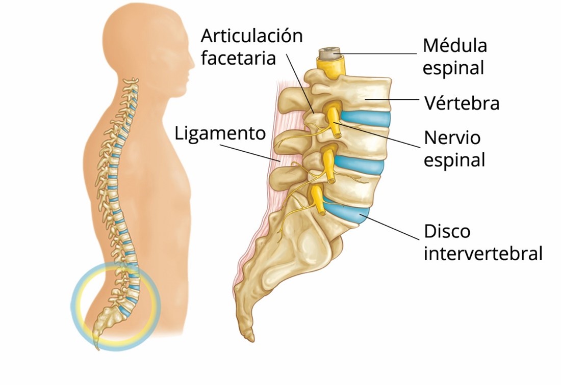 Anatomía de la columna vertebral​