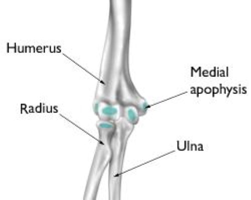 growth areas of child's elbow