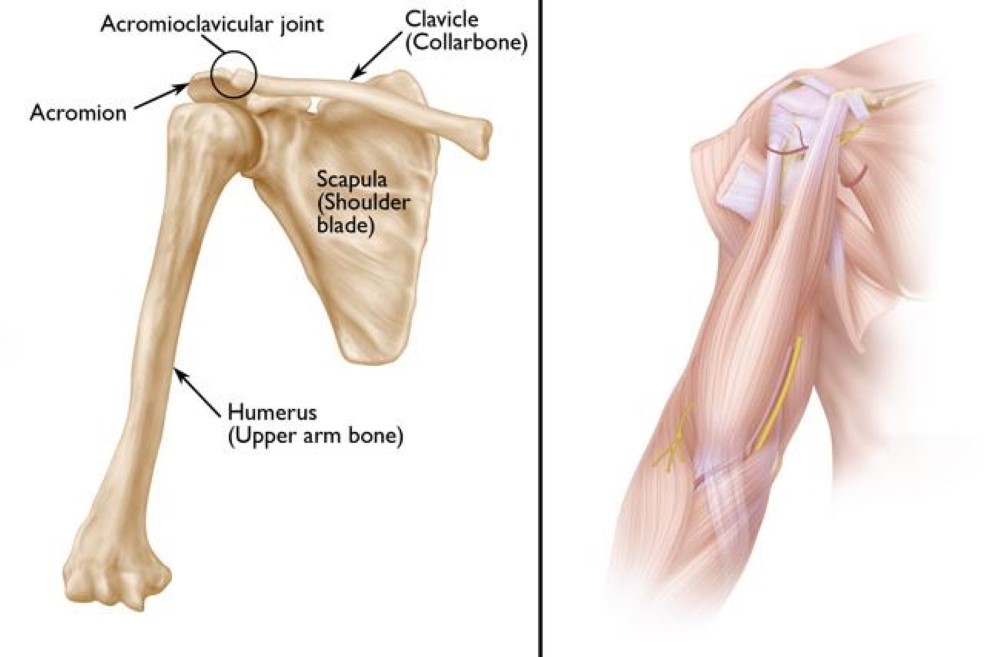 anatomy of the shoulder