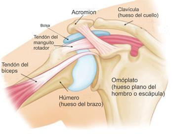 Dolor de hombro y problemas comunes del hombro Shoulder Pain and Common Shoulder Problems OrthoInfo AAOS