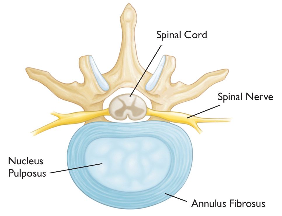 Cross-section view of an intervertebral disk