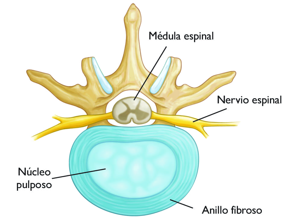 Curvaturas normotípicas de la columna vertebral./ Adaptado de