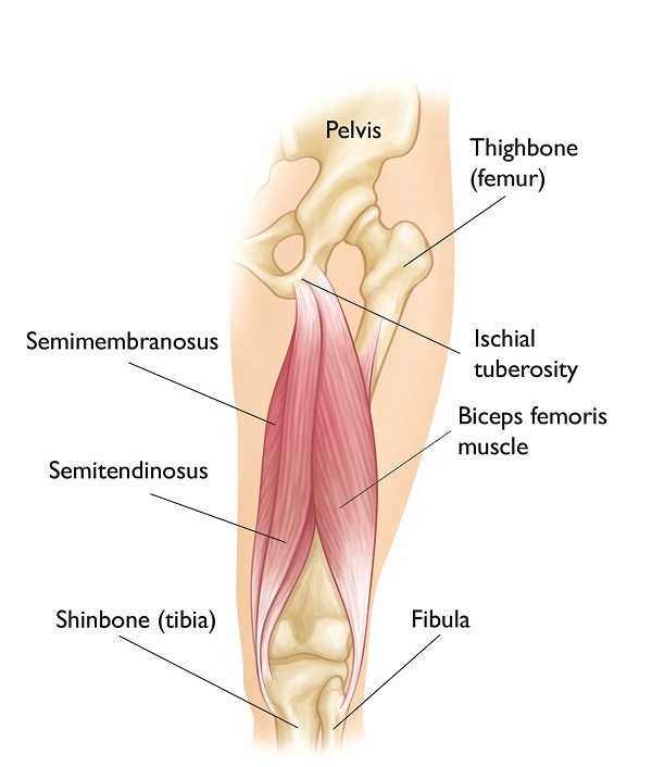 Normal hamstring anatomy 