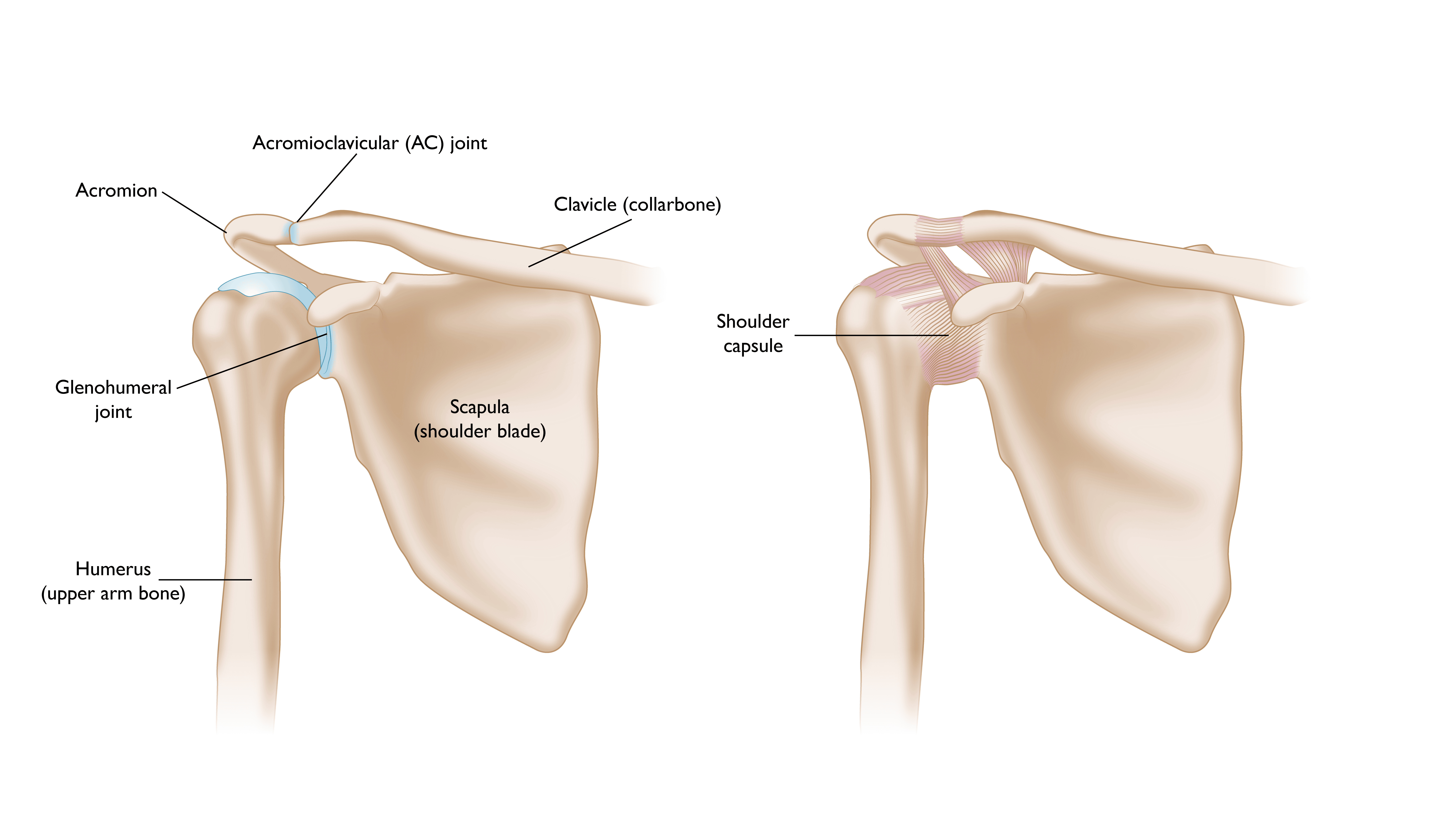 The bones of the shoulder