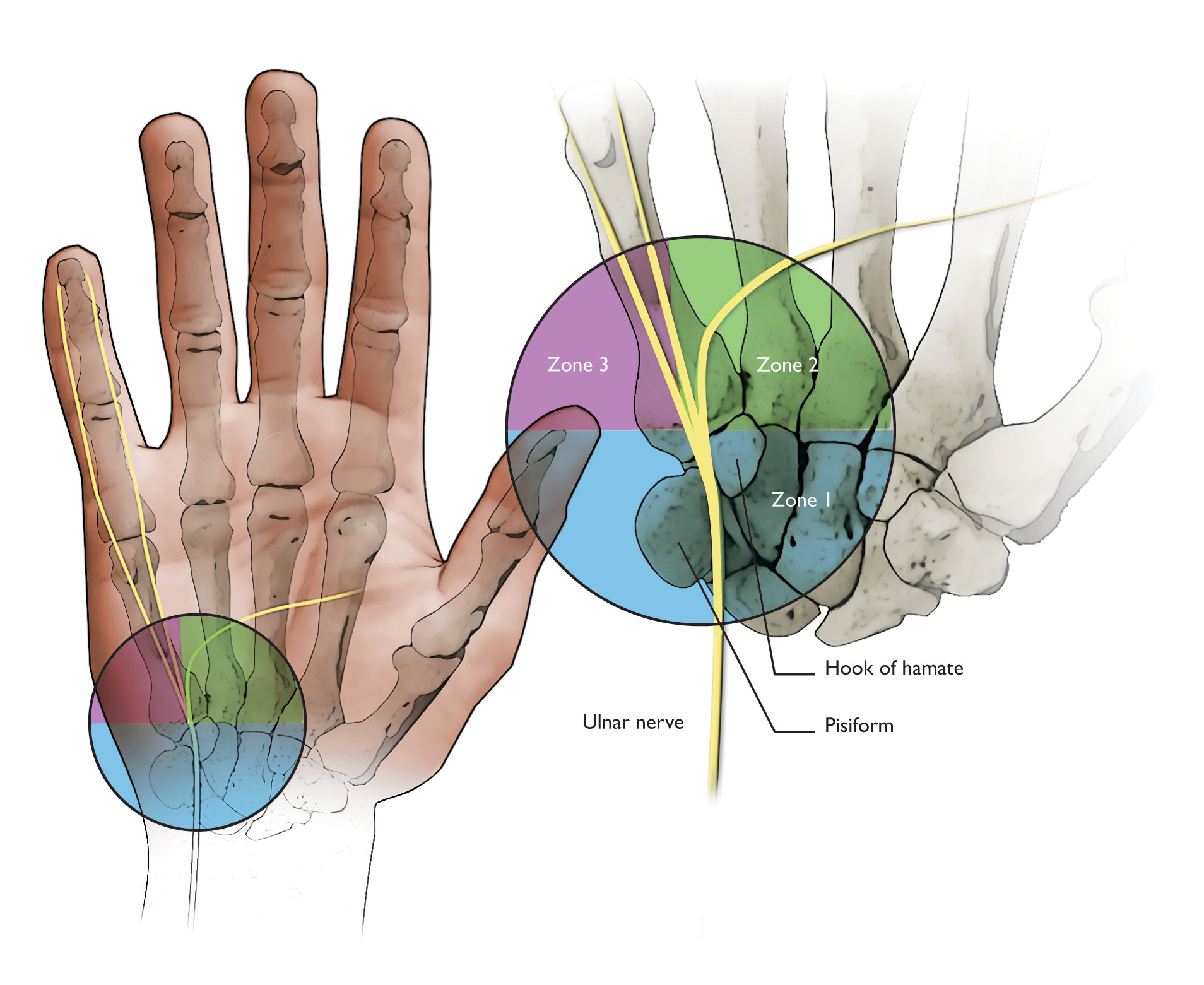 Ulnar nerve