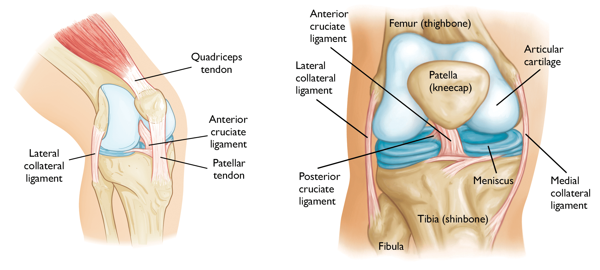 Common Knee Injuries: Exploring Ligament Injury - Phiten