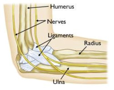 elbow joint anatomy